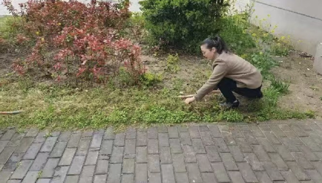 清洁校园 美化环境—第一党支部开展主题党日活动(图2)